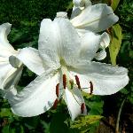 Asiatic Lily