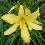 Thunberg's Daylily