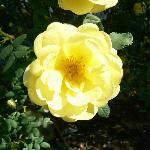 Harison's Yellow Rose