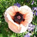 Oriental Poppy