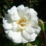 Prosperity Rose