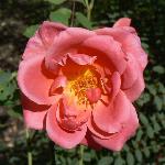 Padre Rose