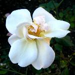 Lady Hillingdon Tea Rose