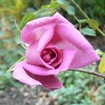 Marcelline Rose