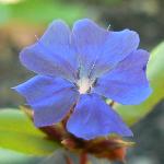 Plumbago