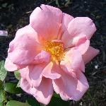 Mme. Edward Herriot Rose