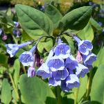 Virginia Bluebells
