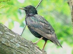 A European Starling at Longfellow National Historic Site.