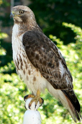 Red-tailed Hawk at Longfellow National Historic Site.