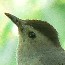 Birds at Longfellow House - Washington's Headquarters National Historic Site.