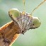 Insects at Longfellow House - Washington's Headquarters National Historic Site.