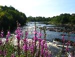 Merrimack River Along Northern Canal Walkway