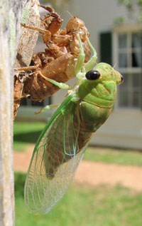 A recently emerged cicada hangs on the fence at the Boyhood Home