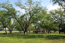 Pecan Trees at the Reconstructed Birthplace