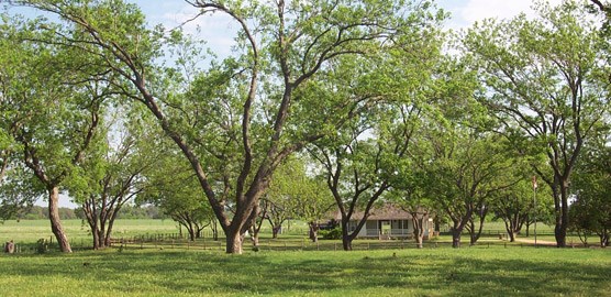 The LBJ Ranch Pecan Grove with the Birthplace in the background.