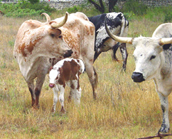 Longhorn Herd