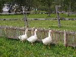 Geese at Acadian Village