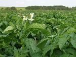 white flower and field of green