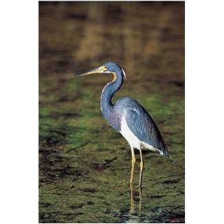 Heron