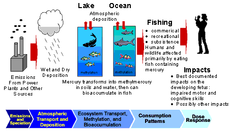 Mercury in the environment