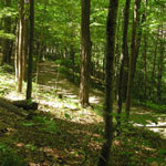 Sunlight streams through lush green deciduous trees, highlighting a smooth dirt path through the forest. NPS Photo.