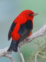 Scarlet Tanager photo credit Jerry Oldenettle