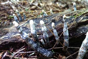 Dead Man's Fingers fungus