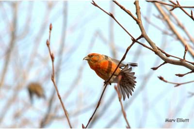 Red Crossbill bird on tree branch with blue sky background
