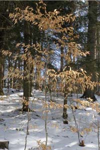 Beeches in winter 