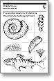 Fossil Identification Workbook Thumbnail Image