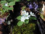 Rue Anemone and Blue Phlox