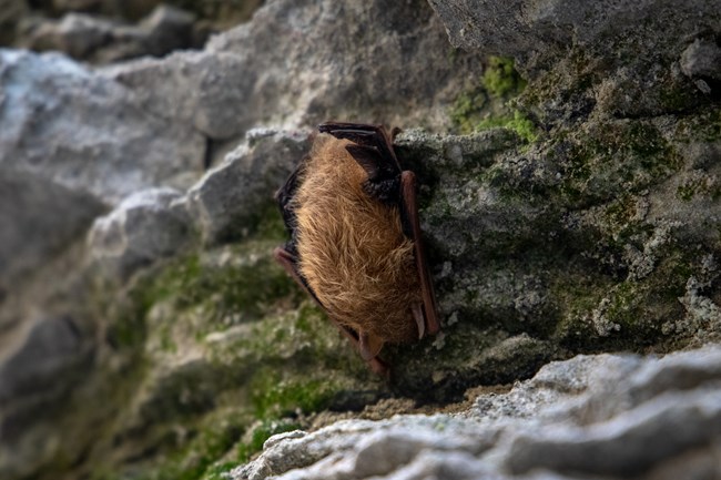A bat hanging on a rock wall near a cave entrance.