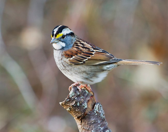 Wite-Throated Sparrow