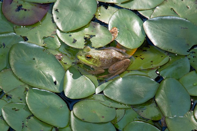 American Bullfrog sitting of lily pads