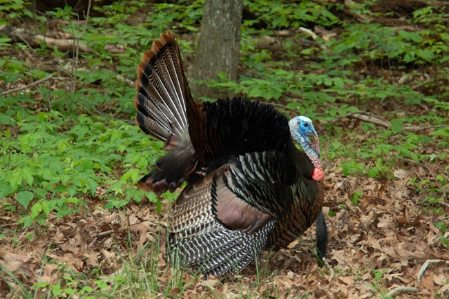 A large male turkey
