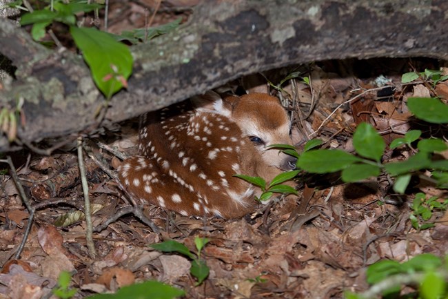 A deer fawn laying under a log.