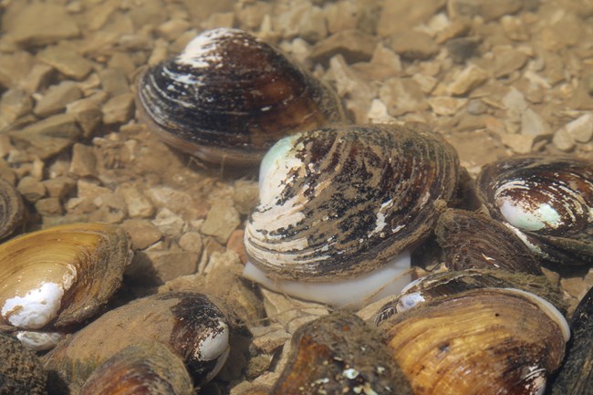 Freshwater mussels