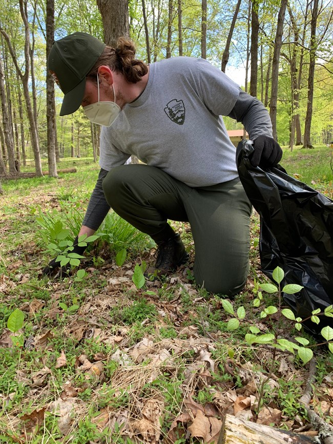 A park ranger pulling a plant out of the ground