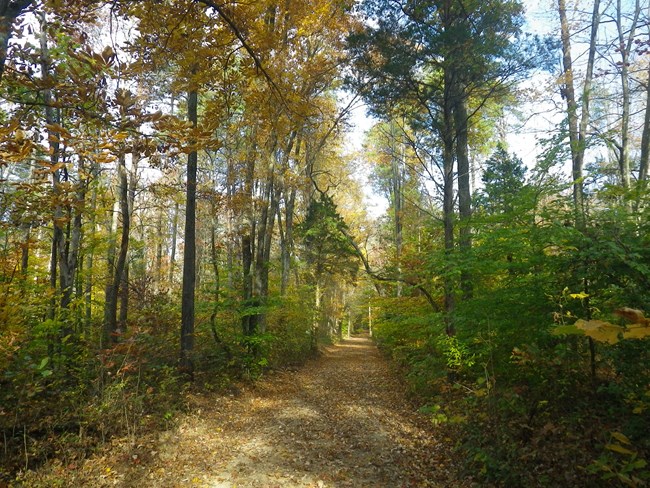A wide dirt path stretches ahead through tall trees showing autumn colors.