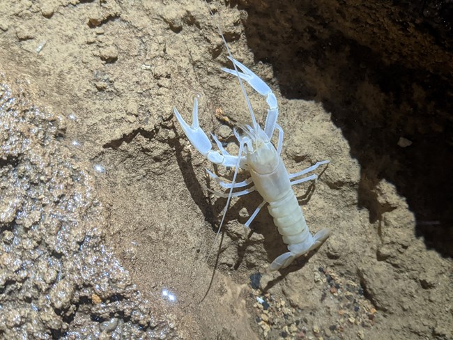 Cave crayfish