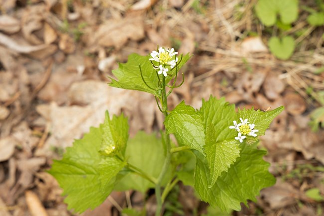 A green plant with small white flowers