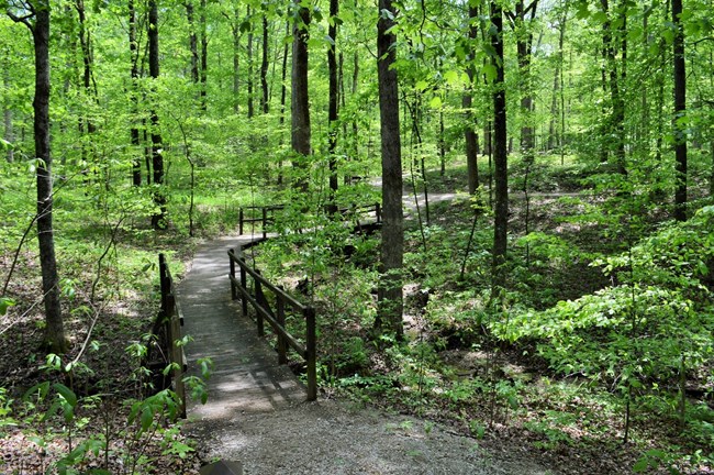 A worn gravel and wooden birdge path curves through a bright green forest.
