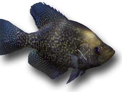 Black Crappie