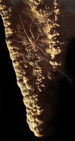 Cave cricket  © Chip Clark.  Used by permission.