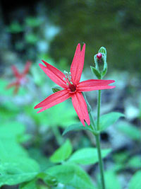 Fire Pink