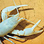 Eyeless crayfish