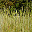 Prairie grasses