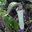 Jack-in-the-Pulpit