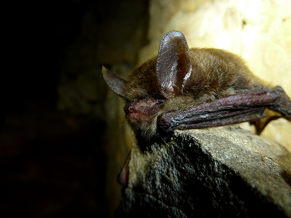 A northern long-eared bat (Myotis septentrionalis) from Long Cave in Mammoth Cave National Park showing evidence of white-nose syndrome.