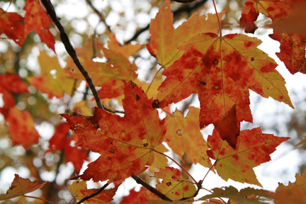 Autumn maples turn red in the Visitor Center area at Mammoth Cave NP